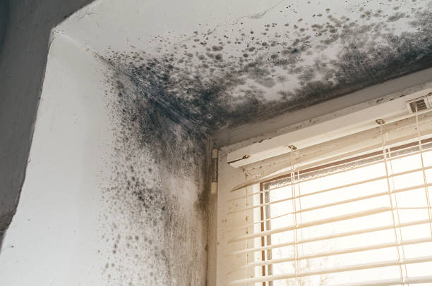 Trusted Black Mold Removal service in Lexington Park, MD - Cheap Mold Removal
